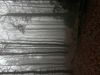 IMG_2084.jpeg