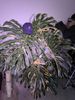 PXL_20260727_125300062.jpg