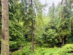 WestCoastTrees.jpg