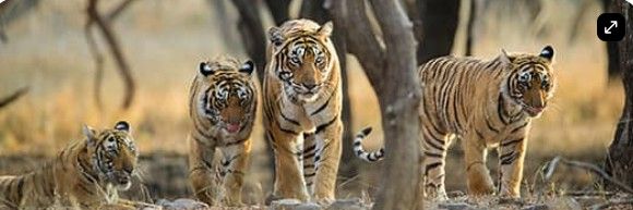 tiger post.jpg