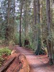 Likes for Trees V - PacifcSpiritPark.jpg