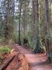 Likes for Trees V - PacifcSpiritPark.jpg