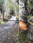 Likes for Trees V - SmugglerCove.jpg