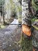 Likes for Trees V - SmugglerCove.jpg