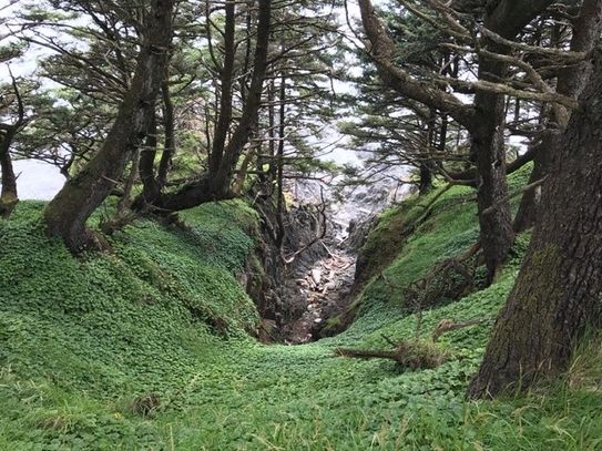 Likes for Trees V - LanzIsland.jpg