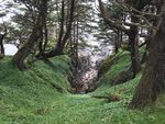 Likes for Trees V - LanzIsland.jpg
