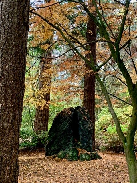 Likes for Trees V - VanDusenBotanical.jpg