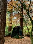 Likes for Trees V - VanDusenBotanical.jpg