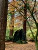 Likes for Trees V - VanDusenBotanical.jpg