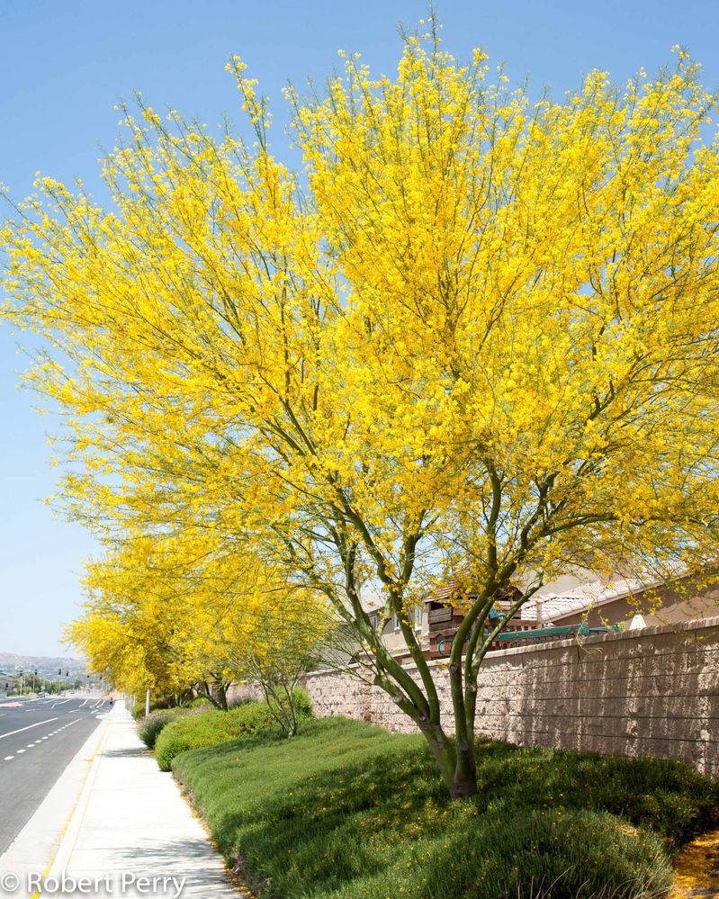 palo verde flowers.jpg