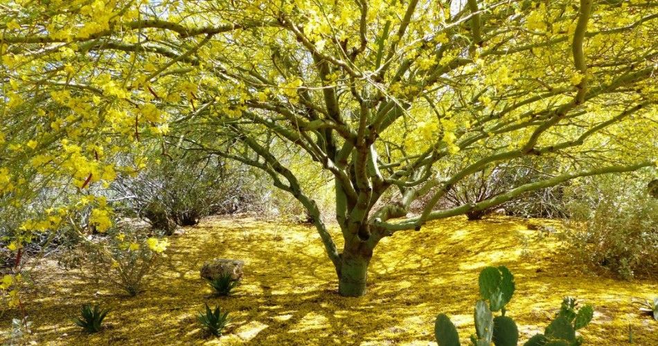 paloverde-flowers-garden.jpg