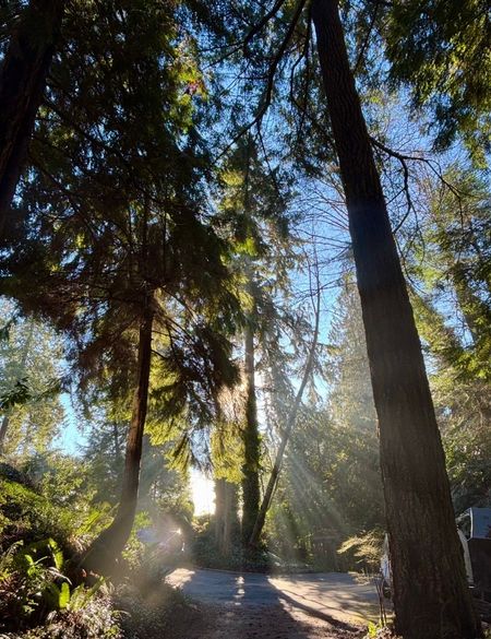 Likes for Trees V.jpg