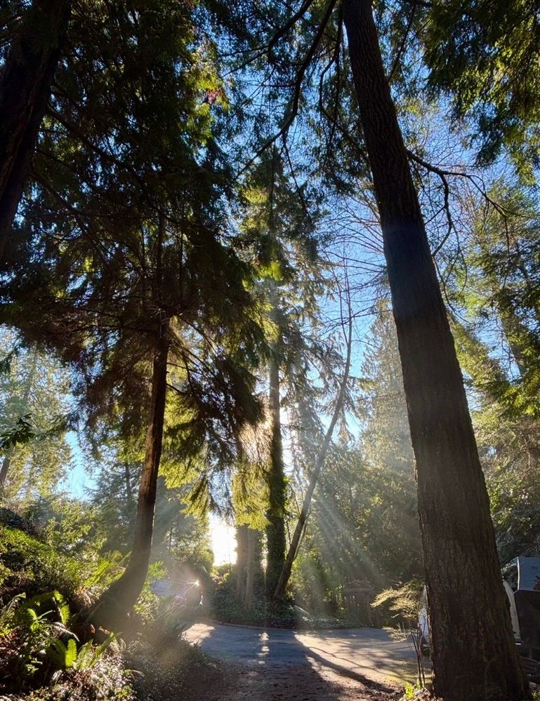 Likes for Trees V.jpg