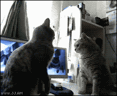 high five cat GIF (3).gif