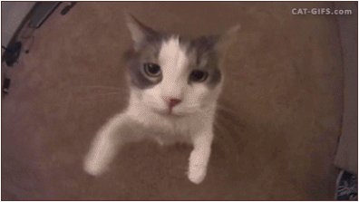 giphy