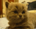 giphy