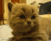 giphy