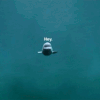 giphy