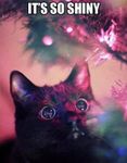 Its-so-shiny---christmas--cat-meme.jpg