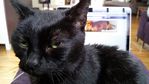 kitten.jpeg