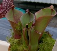 heliamphora.jpg