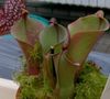 heliamphora.jpg