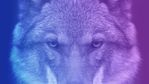 Introducing Wolf - Igloo's Summer Release (00000002).jpg