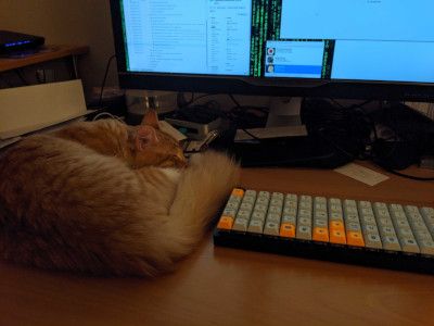 catKeyboard1.jpg
