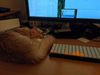 catKeyboard1.jpg