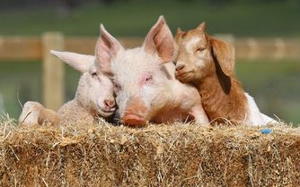 Farm-Sanctuary-Pig.jpg