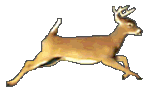 deer3.gif