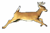deer3.gif