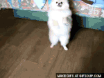 giphy