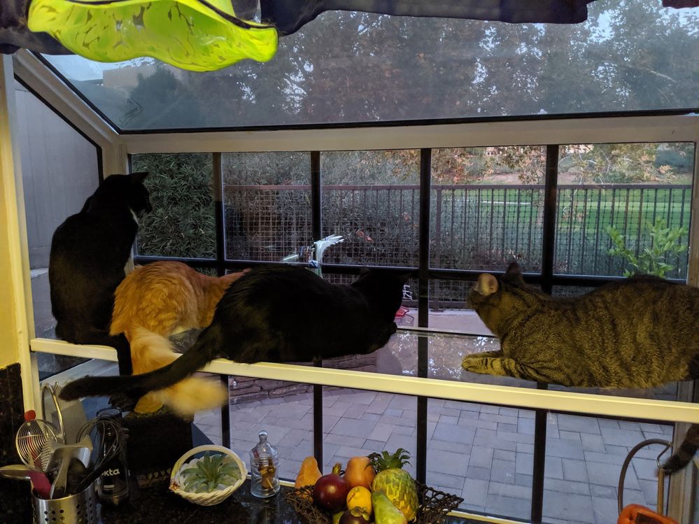 WindowCats.jpg