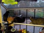 WindowCats.jpg