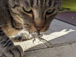 LizardCat.jpg