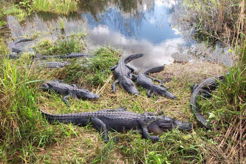 Alligators-in-Everglades-National-Park-Florida