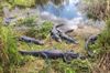 Alligators-in-Everglades-National-Park-Florida