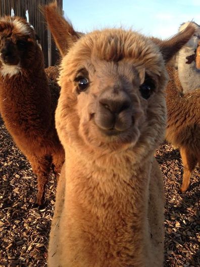 alpaca.jpg