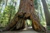 9dec8dbb9c54963fa3495b0ef47110c72d2f7e0d_redwood-6