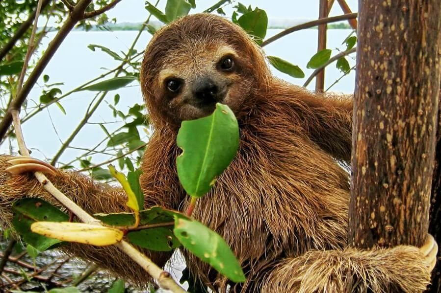 sloth.jpg