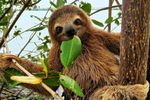 sloth.jpg