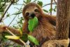 sloth.jpg