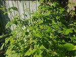 20200605_084838.jpg