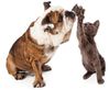 2020_06_10_17_15_56_Dog_Cat_High_Five_Vivaldi.png