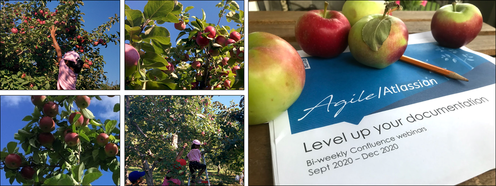 Labour Day weekend - apples.png