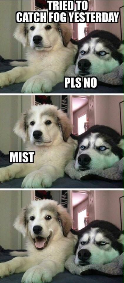 mist-husky-puppy.jpg