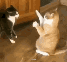 hfcats.gif
