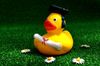 rubber-duck-2821371_640.jpg