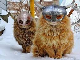viking cats.jfif